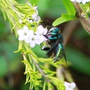 Xylocopa (Lestis) aerata at Dignams Creek, NSW - 15 Sep 2019