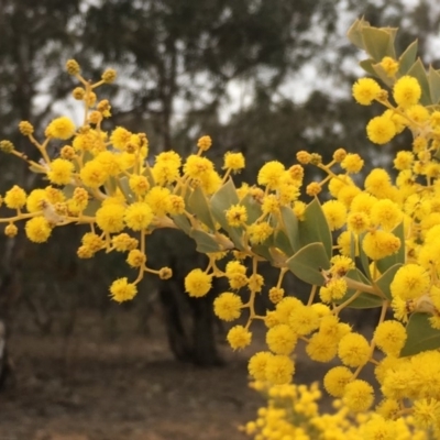 Acacia cultriformis (Knife Leaf Wattle) at Mount Majura - 16 Sep 2019 by JaneR