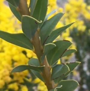 Acacia cultriformis at Watson, ACT - 16 Sep 2019