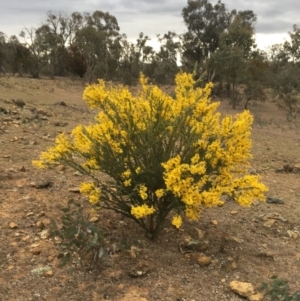Acacia cultriformis at Watson, ACT - 16 Sep 2019