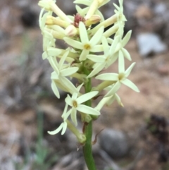 Stackhousia monogyna (Creamy Candles) at Mount Majura - 16 Sep 2019 by JaneR