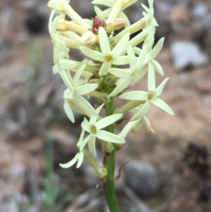 Stackhousia monogyna at Watson, ACT - 16 Sep 2019 04:20 PM