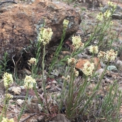 Stackhousia monogyna at Watson, ACT - 16 Sep 2019