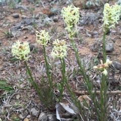 Stackhousia monogyna at Watson, ACT - 16 Sep 2019