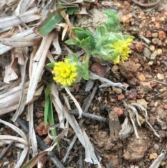 Triptilodiscus pygmaeus (Annual Daisy) at Mount Majura - 16 Sep 2019 by JaneR