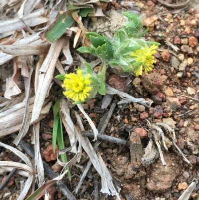 Triptilodiscus pygmaeus (Annual Daisy) at Watson, ACT - 16 Sep 2019 by JaneR