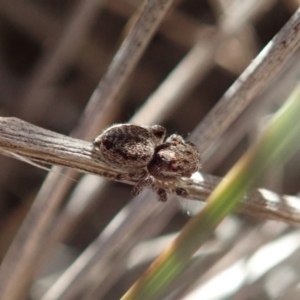 Maratus calcitrans at Aranda, ACT - suppressed