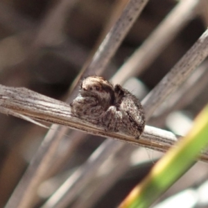 Maratus calcitrans at Aranda, ACT - 22 Aug 2019