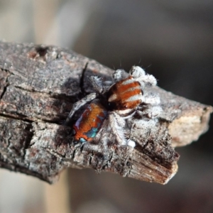 Maratus calcitrans at Aranda, ACT - 15 Sep 2019