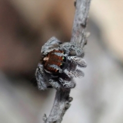 Maratus calcitrans at Aranda, ACT - 15 Sep 2019