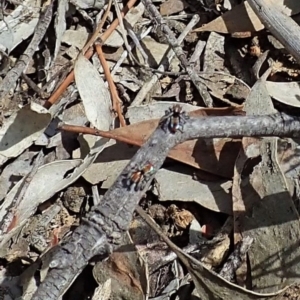 Maratus calcitrans at Aranda, ACT - 15 Sep 2019