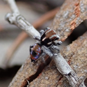 Maratus calcitrans at Aranda, ACT - 15 Sep 2019