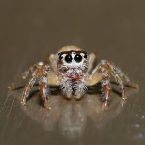 Opisthoncus sp. (genus) at Acton, ACT - 13 Sep 2019