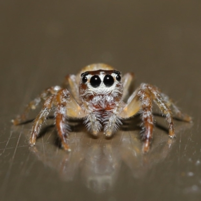 Opisthoncus sp. (genus) (Opisthoncus jumping spider) at Acton, ACT - 13 Sep 2019 by TimL