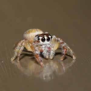 Opisthoncus sp. (genus) at Acton, ACT - 13 Sep 2019