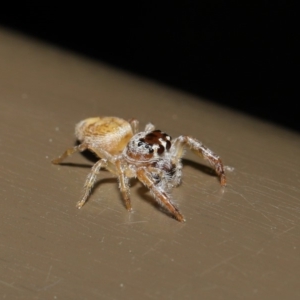 Opisthoncus sp. (genus) at Acton, ACT - 13 Sep 2019