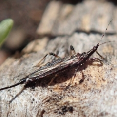 Idolothrips spectrum (Giant thrips) at Cook, ACT - 14 Sep 2019 by CathB