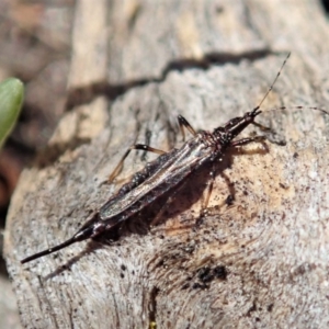 Idolothrips spectrum at Cook, ACT - 14 Sep 2019