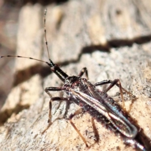 Idolothrips spectrum at Cook, ACT - 14 Sep 2019