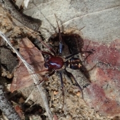 Habronestes bradleyi (Bradley's Ant-Eating Spider) at Aranda Bushland - 15 Sep 2019 by CathB