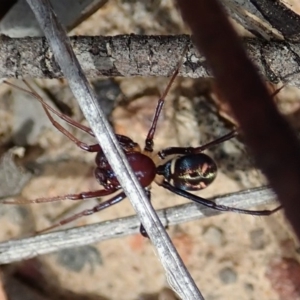 Habronestes bradleyi at Aranda, ACT - 15 Sep 2019