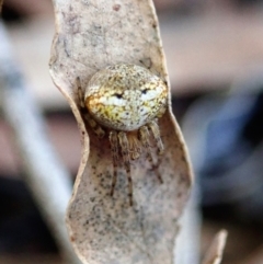 Araneus albotriangulus (White-triangle orb weaver) at Cook, ACT - 14 Sep 2019 by CathB