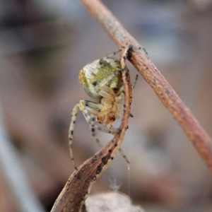 Araneus albotriangulus at Cook, ACT - 14 Sep 2019 03:51 PM