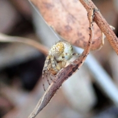 Araneus albotriangulus at Cook, ACT - 14 Sep 2019