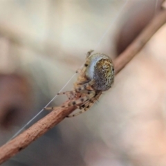 Araneus albotriangulus at Cook, ACT - 14 Sep 2019 03:51 PM