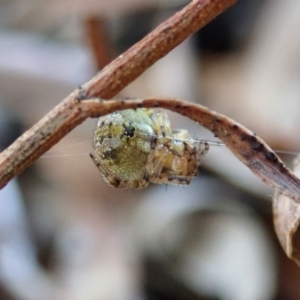 Araneus albotriangulus at Cook, ACT - 14 Sep 2019 03:51 PM