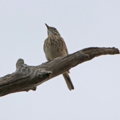 Anthus australis (Australian Pipit) at Denman Prospect, ACT - 16 Sep 2019 by RodDeb