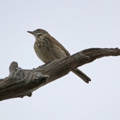 Anthus australis at Denman Prospect, ACT - 16 Sep 2019 12:35 PM