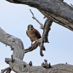 Falco berigora (Brown Falcon) at Block 402 - 16 Sep 2019 by RodDeb