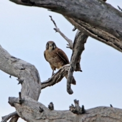 Falco berigora (Brown Falcon) at Denman Prospect, ACT - 16 Sep 2019 by RodDeb