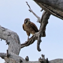 Falco berigora at Denman Prospect, ACT - 16 Sep 2019 11:40 AM