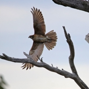 Falco berigora at Denman Prospect, ACT - 16 Sep 2019 11:40 AM