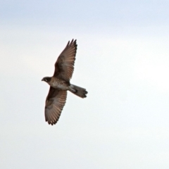 Falco berigora at Denman Prospect, ACT - 16 Sep 2019 11:40 AM