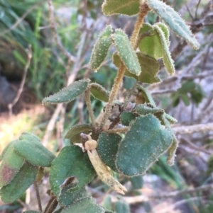 Correa reflexa var. reflexa at Stromlo, ACT - 4 Sep 2019 03:31 PM