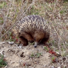 Tachyglossus aculeatus (Short-beaked Echidna) at Block 402 - 16 Sep 2019 by RodDeb