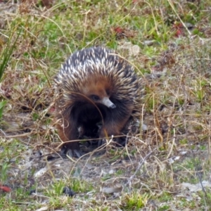 Tachyglossus aculeatus at Denman Prospect, ACT - 16 Sep 2019