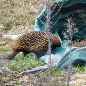 Tachyglossus aculeatus at Denman Prospect, ACT - 16 Sep 2019