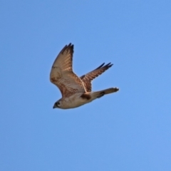 Falco berigora (Brown Falcon) at Denman Prospect, ACT - 16 Sep 2019 by RodDeb
