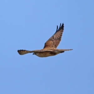 Falco berigora at Denman Prospect, ACT - 16 Sep 2019