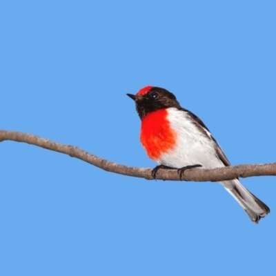 Petroica goodenovii (Red-capped Robin) at Denman Prospect, ACT - 16 Sep 2019 by RodDeb