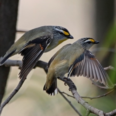 Pardalotus striatus (Striated Pardalote) at Denman Prospect, ACT - 16 Sep 2019 by RodDeb