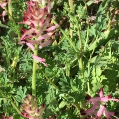 Fumaria muralis subsp. muralis (Wall Fumitory) at Stromlo, ACT - 4 Sep 2019 by JaneR