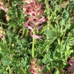 Fumaria muralis subsp. muralis at Stromlo, ACT - 4 Sep 2019