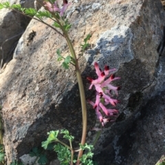 Fumaria muralis subsp. muralis at Stromlo, ACT - 4 Sep 2019