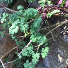 Fumaria muralis subsp. muralis at Stromlo, ACT - 4 Sep 2019