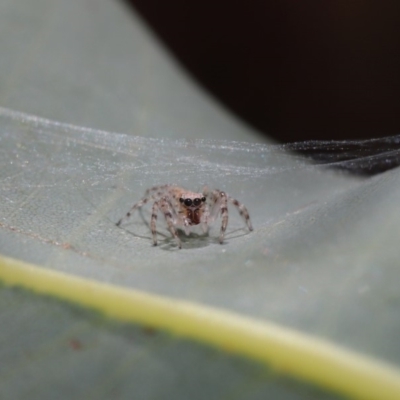 Helpis minitabunda (Threatening jumping spider) at Hackett, ACT - 13 Sep 2019 by TimL